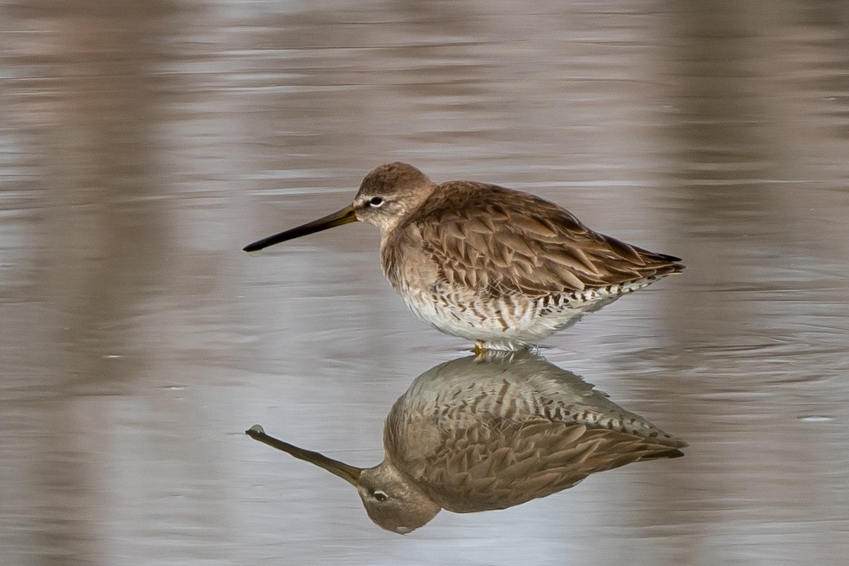 Long-billed Dowitcher - William Kelley