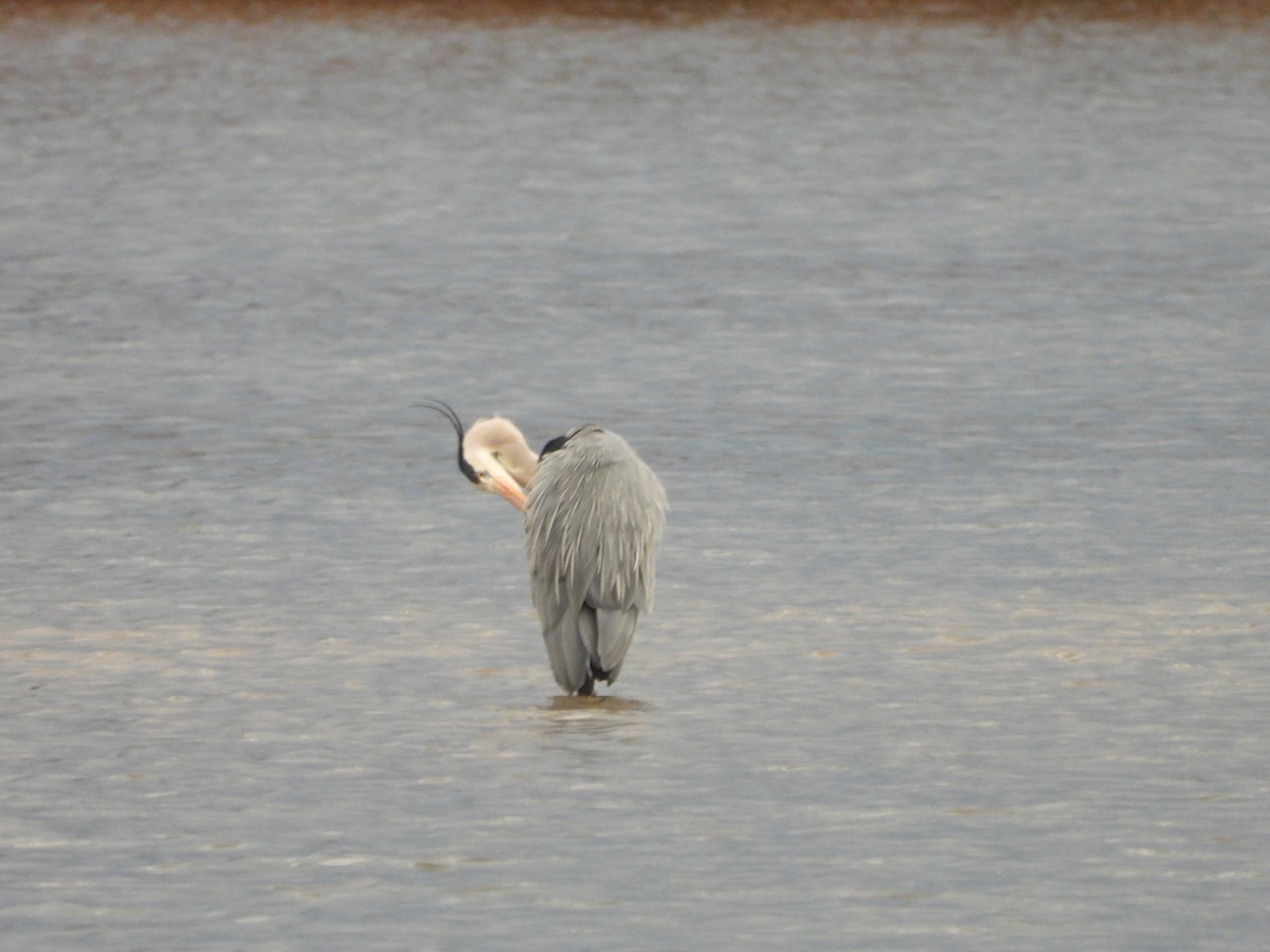 Gray Heron - ML548744671