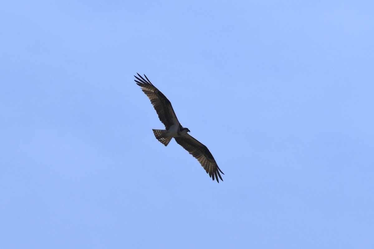 Osprey - ML548745491