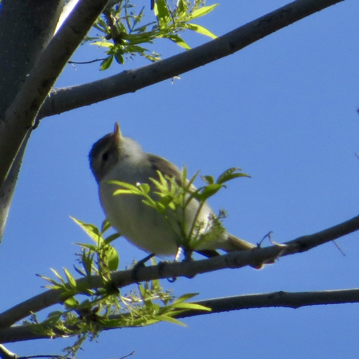 Warbling Vireo - Bill Lisowsky