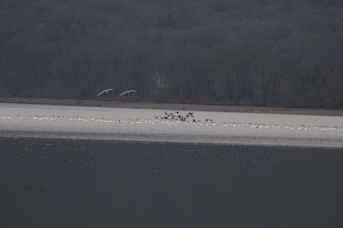 Tundra Swan - ML548746461