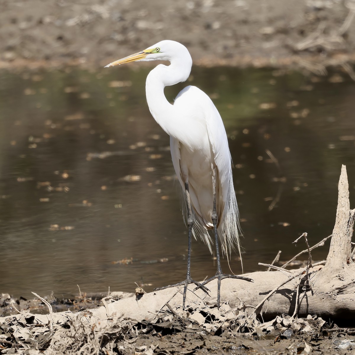 Great Egret - ML548747131