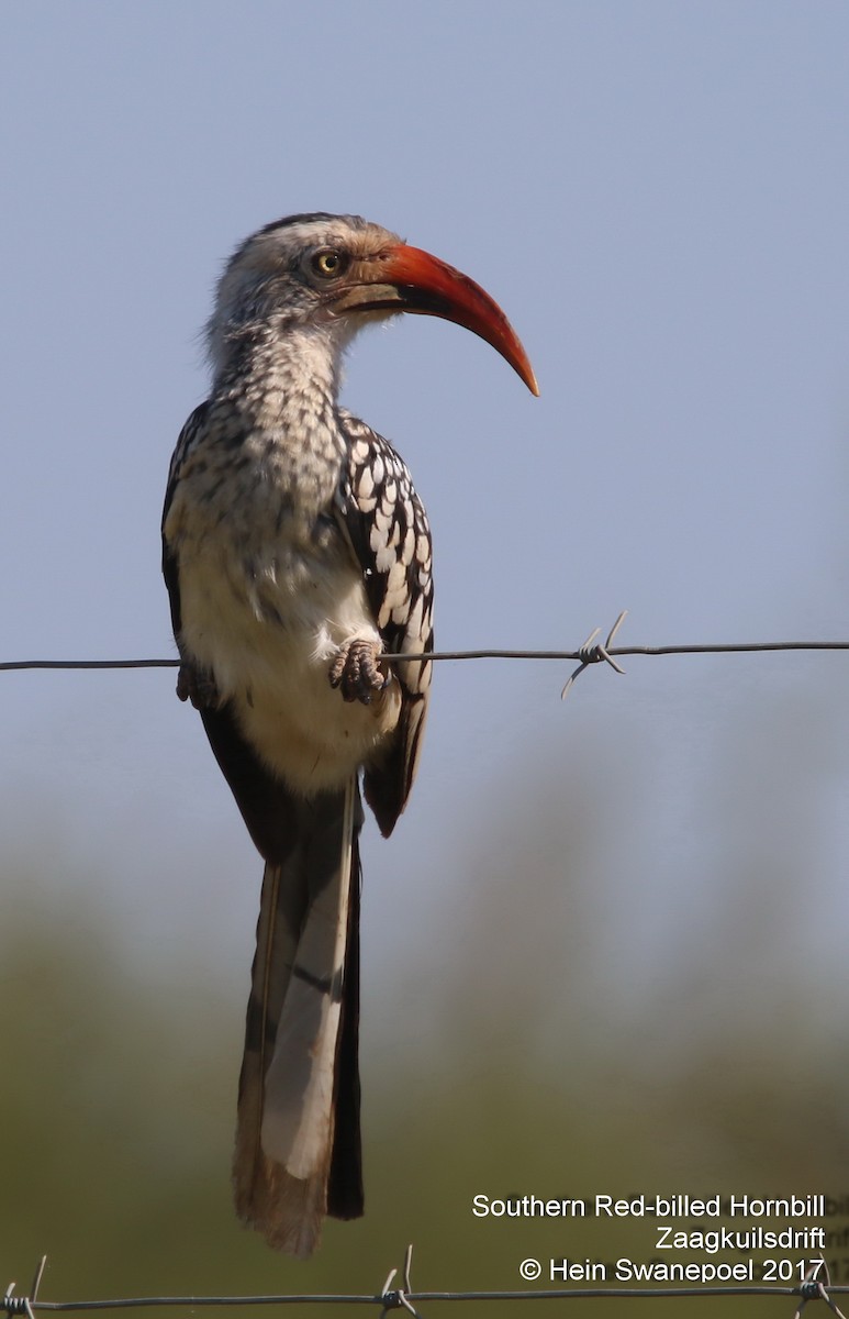 Southern Red-billed Hornbill - Hendrik Swanepoel