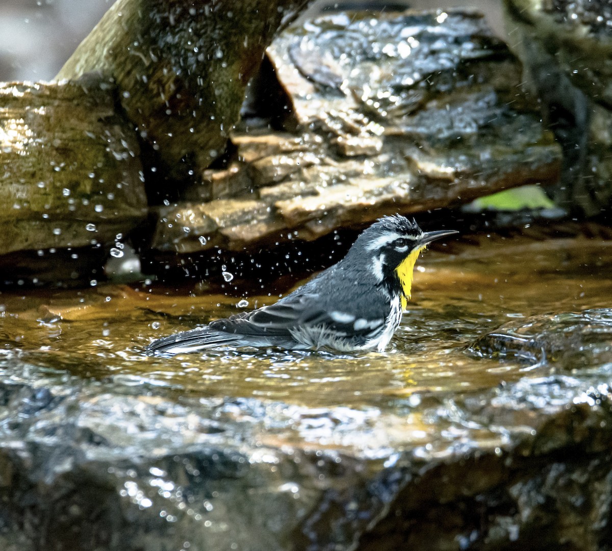 Yellow-throated Warbler - ML548749051