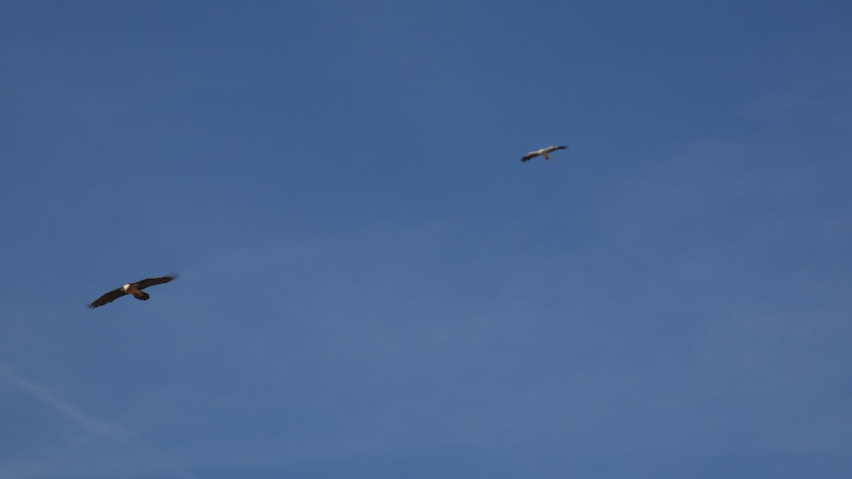 Bearded Vulture - ML548749341