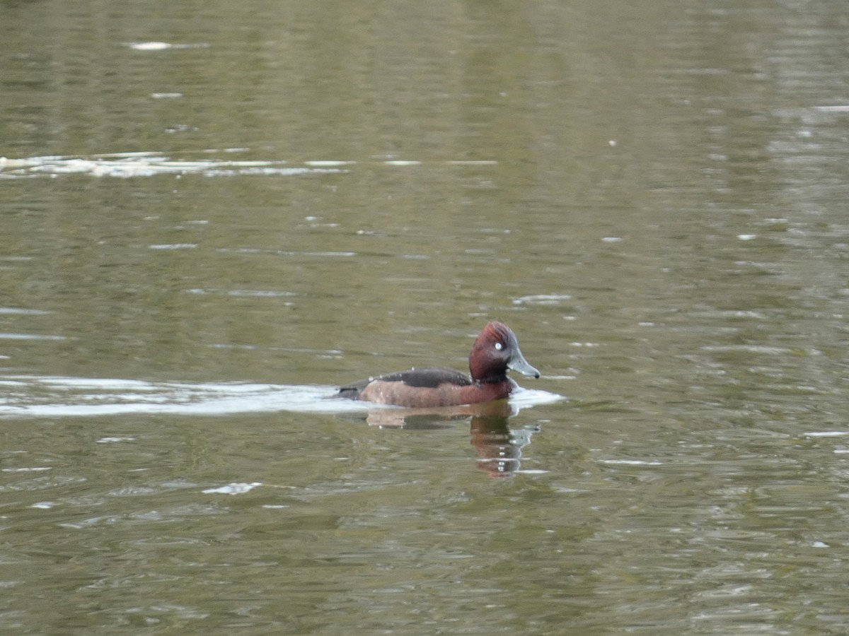 Ferruginous Duck - ML548749381