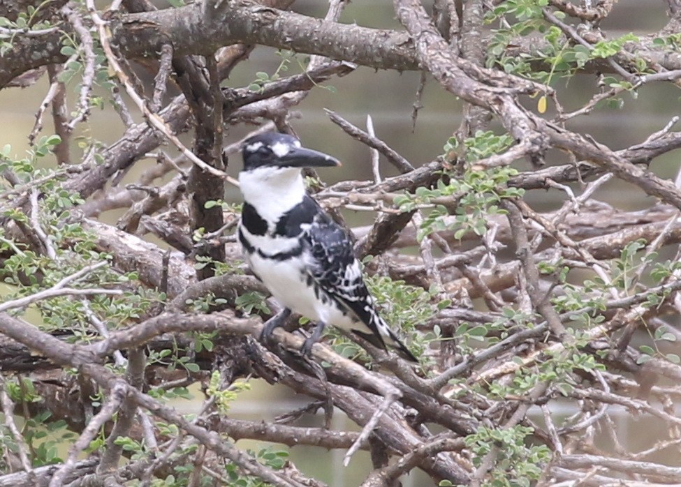 Pied Kingfisher - ML54874961