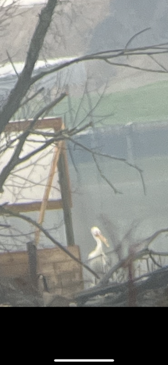 American White Pelican - ML548749691