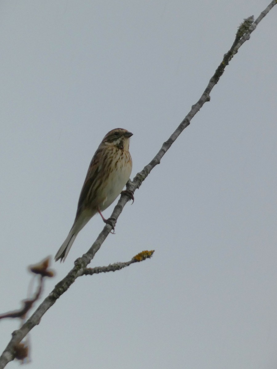 Reed Bunting - ML548749791