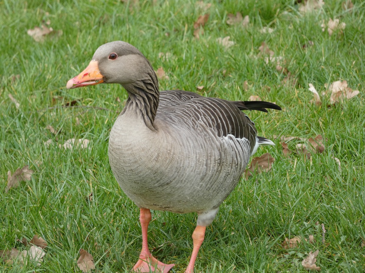 Graylag Goose - ML548750121