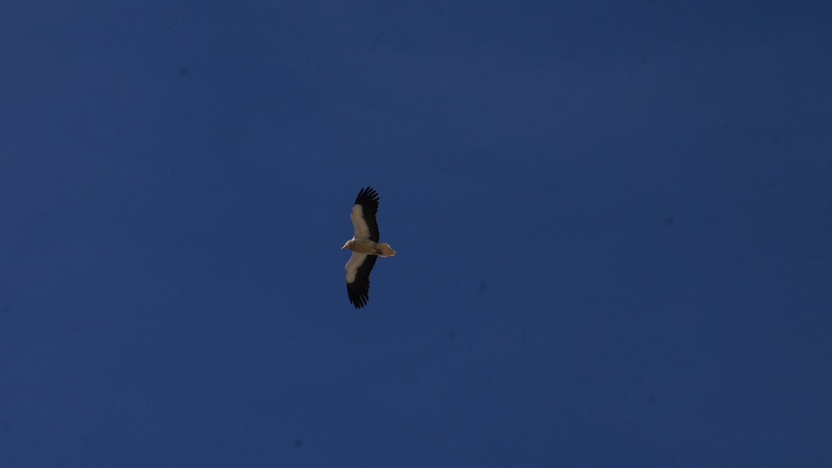 Egyptian Vulture - Juan Francisco Fernández Bravo