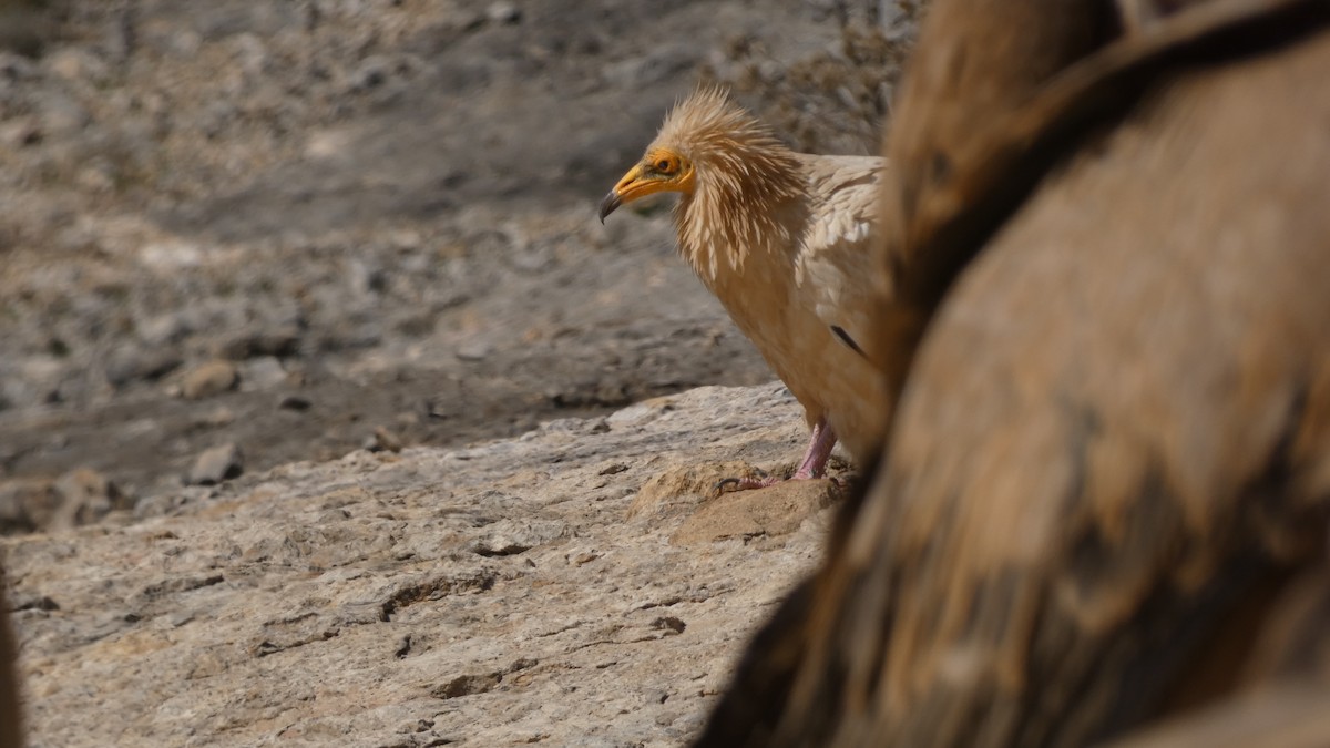 Egyptian Vulture - Juan Francisco Fernández Bravo