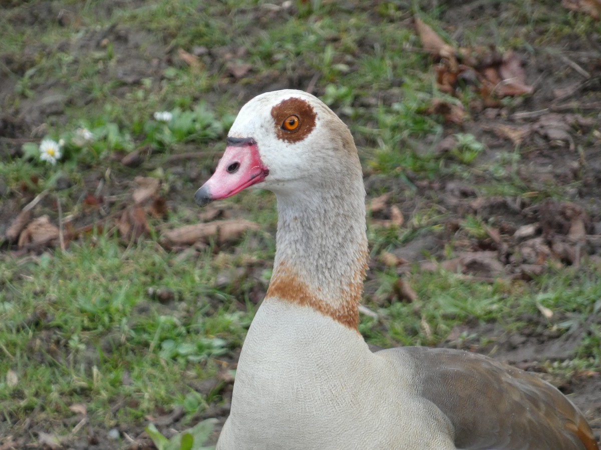 Egyptian Goose - ML548751901