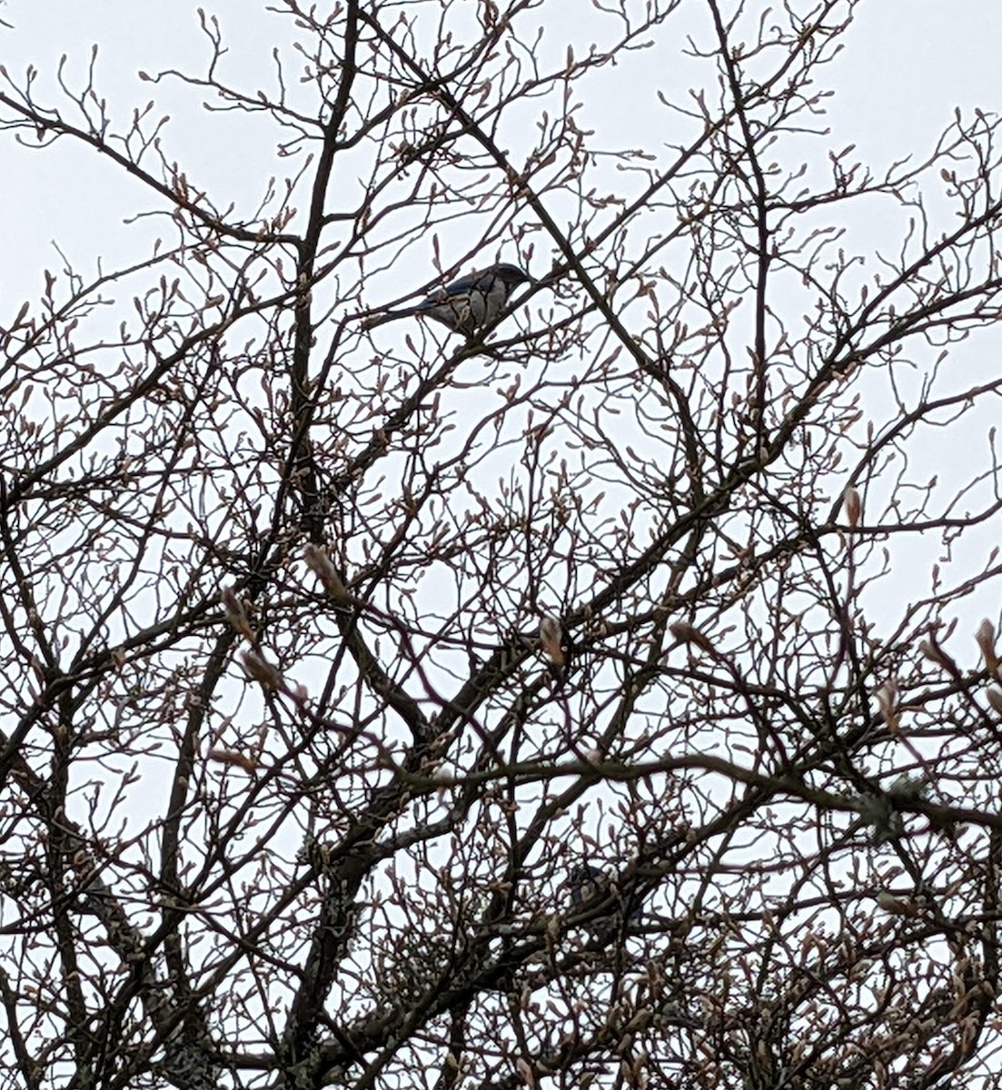 krattskrike - ML548754651