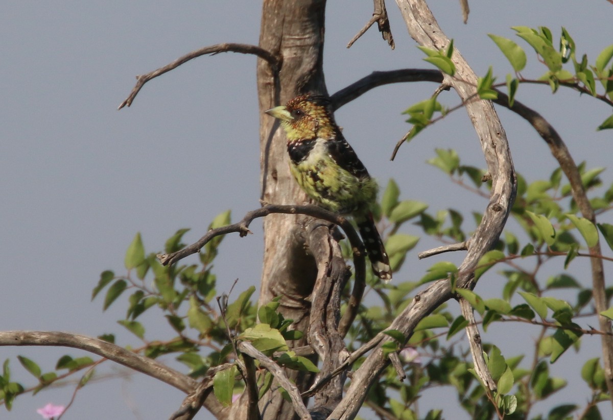 Crested Barbet - ML54875521