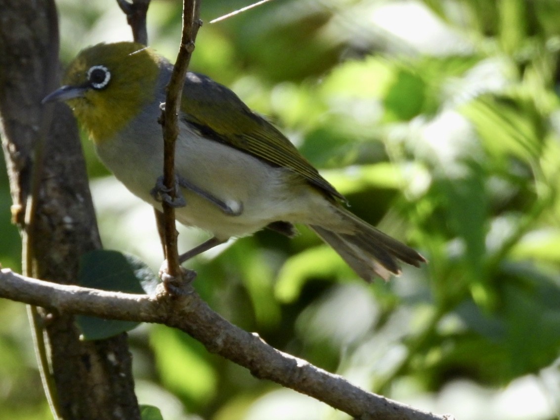 Zostérops à dos gris - ML548755581