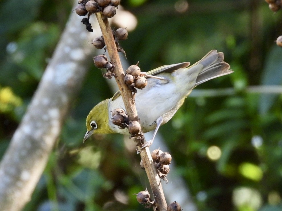 Silvereye - Kelsey Plett