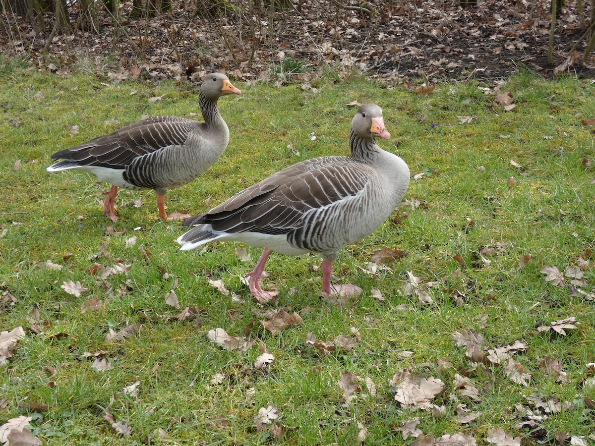 Graylag Goose - ML548756481