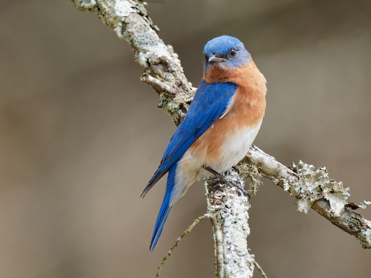 Eastern Bluebird - ML548757591