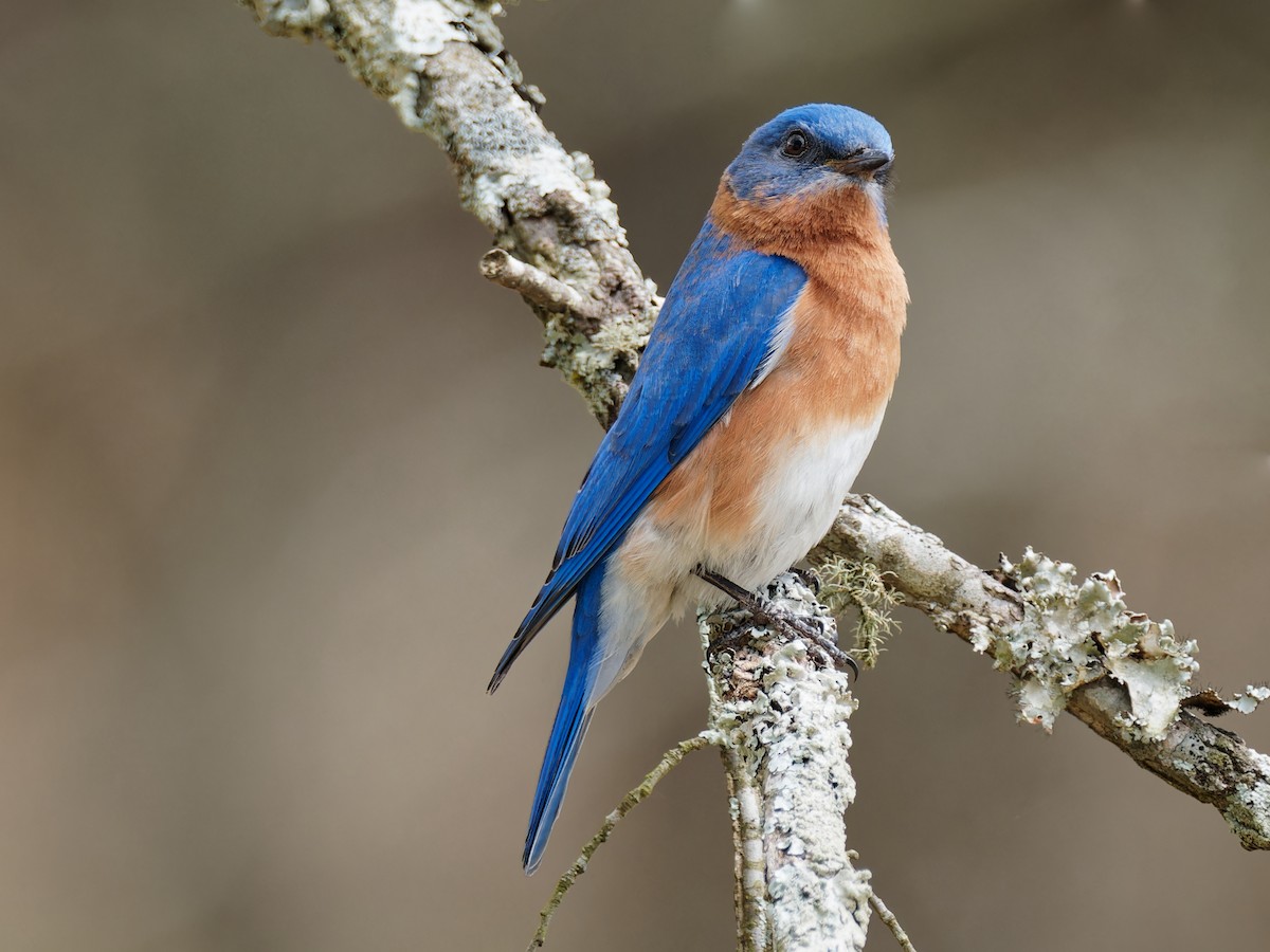 Eastern Bluebird - ML548757671