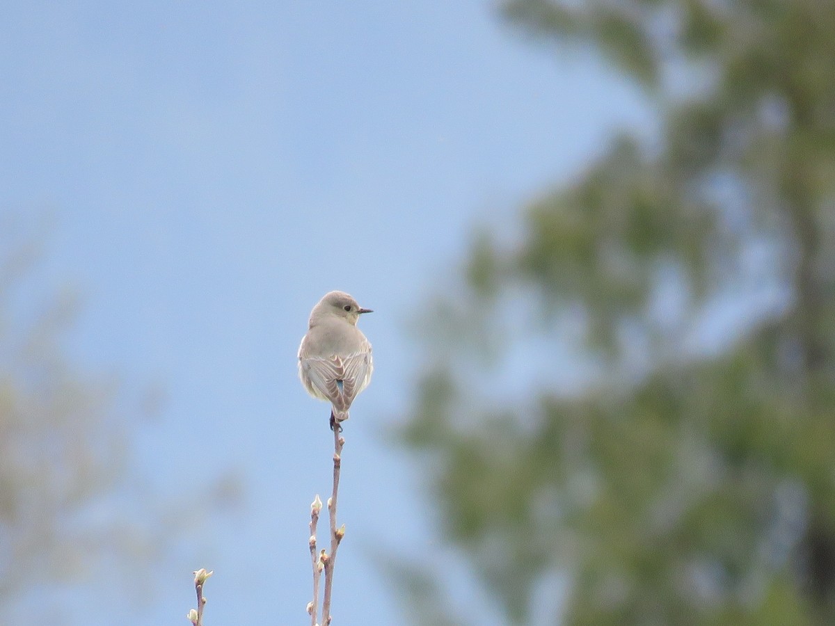 Mountain Bluebird - ML54875921