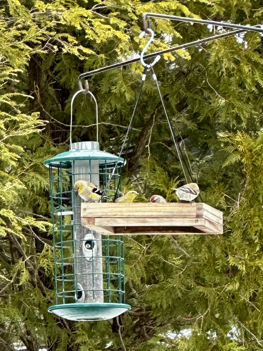 Common Redpoll - Cat Graydon