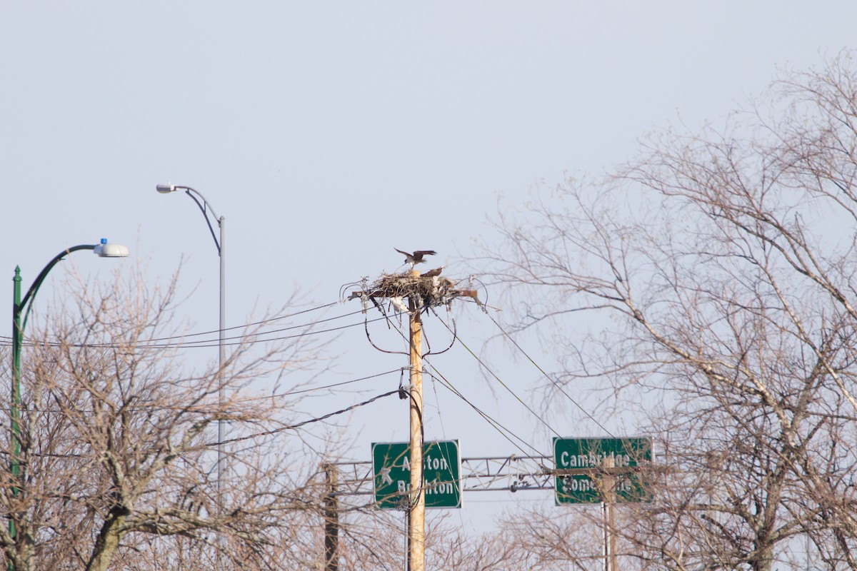 Osprey - ML54876051