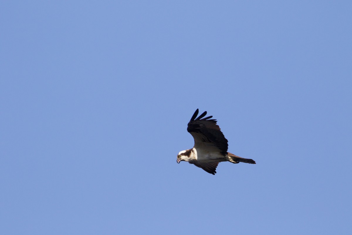 Águila Pescadora - ML54876061