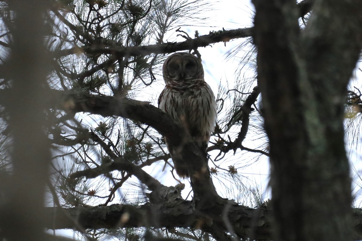 Barred Owl - ML548761061