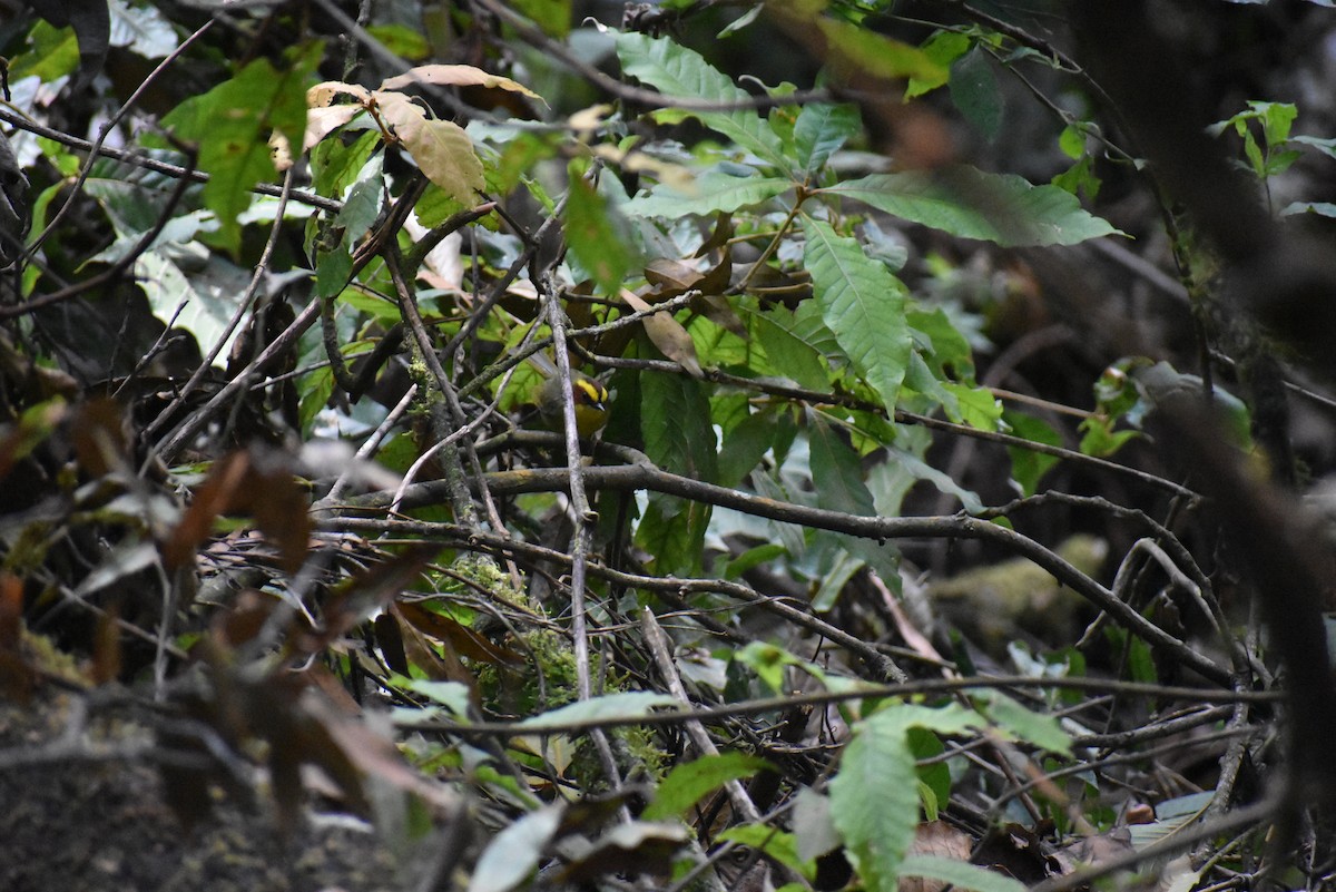 Golden-browed Warbler - ML548761291