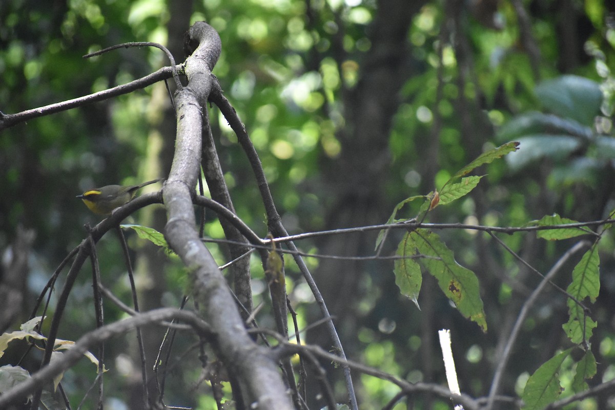 Golden-browed Warbler - ML548761311