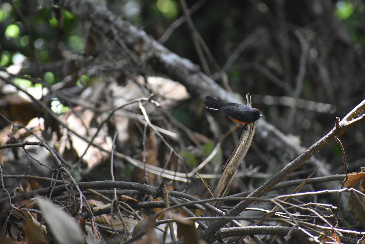 Slate-throated Redstart - ML548761331