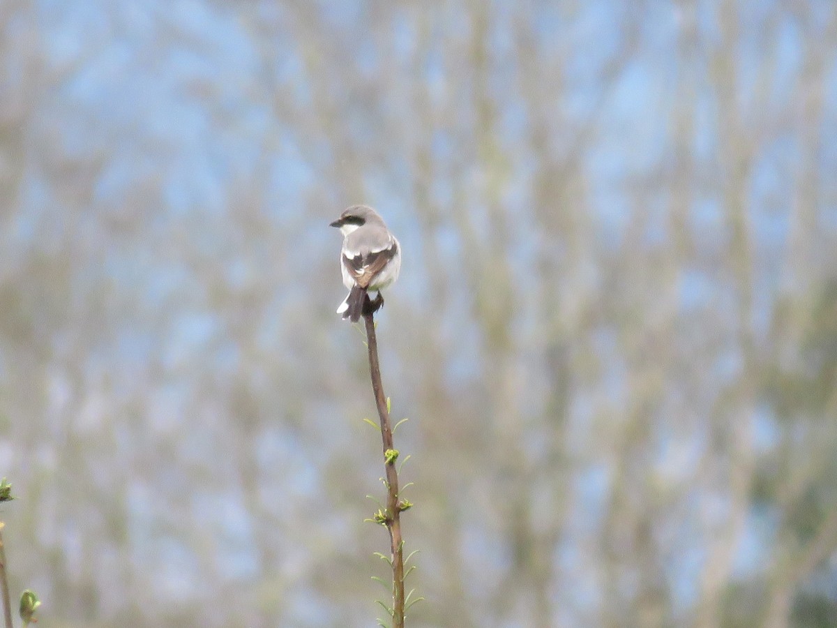 Loggerhead Shrike - ML54876181