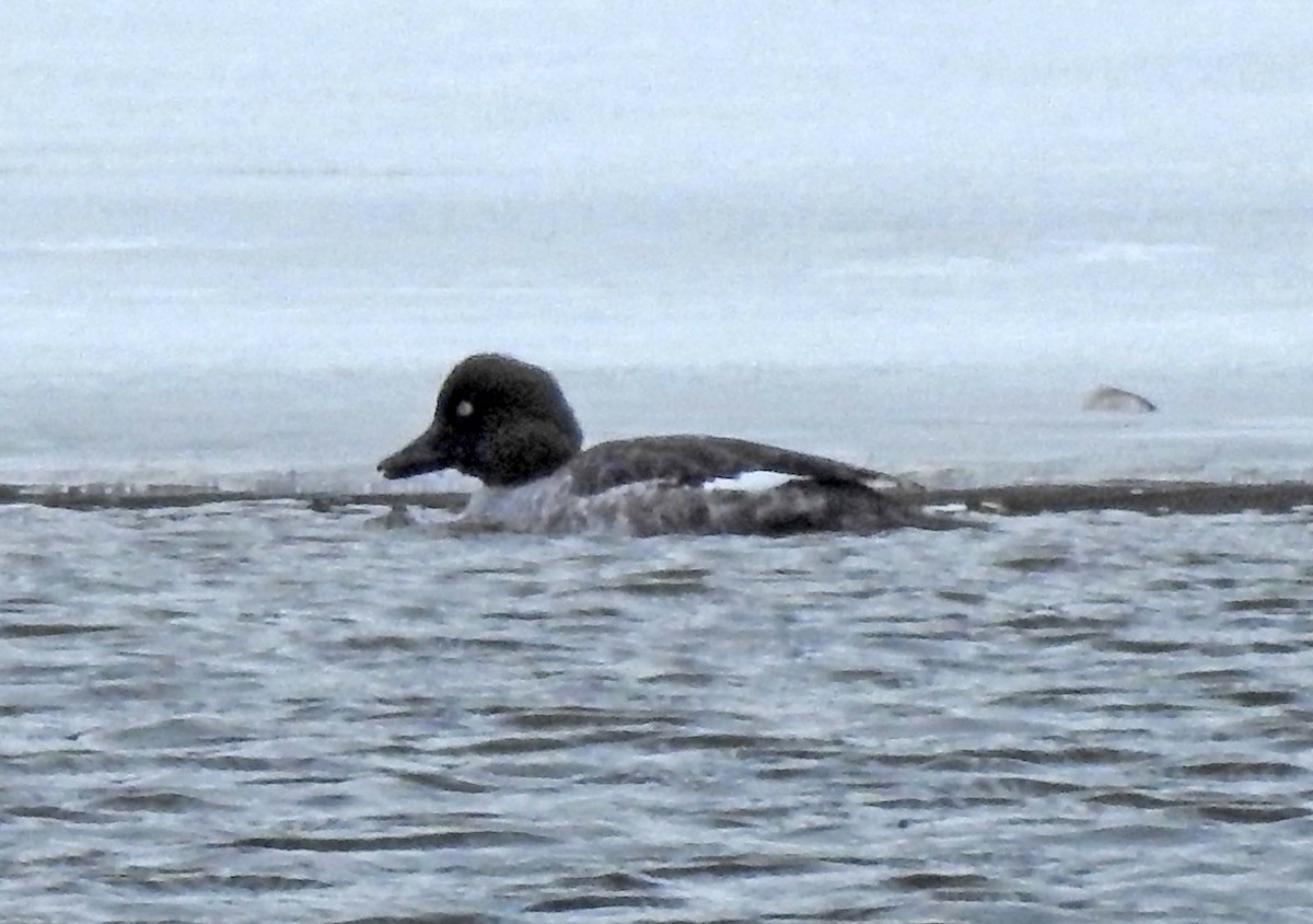 Common Goldeneye - Michael Hatton