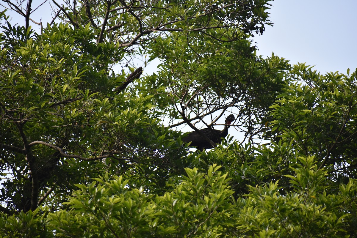 Crested Guan - ML548762181