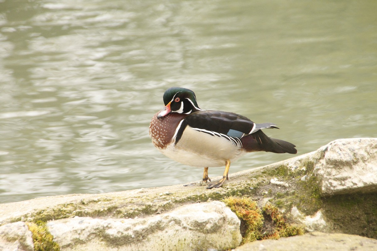 Wood Duck - ML548762901