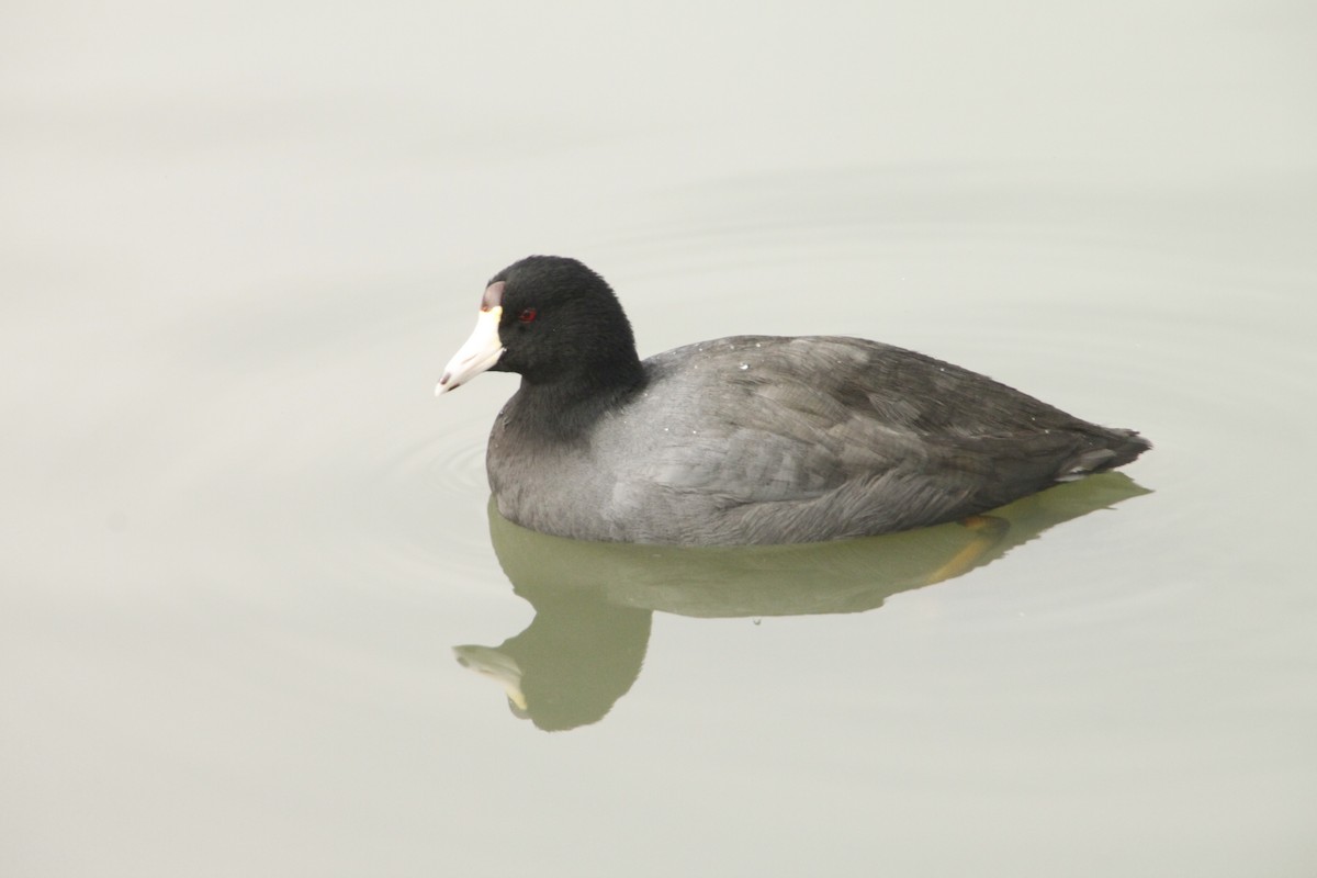 American Coot - ML548763181