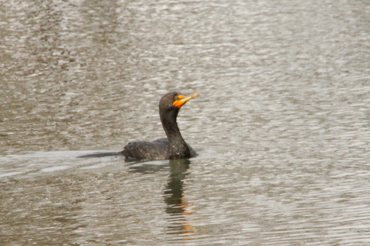 Double-crested Cormorant - Dane Fagundes