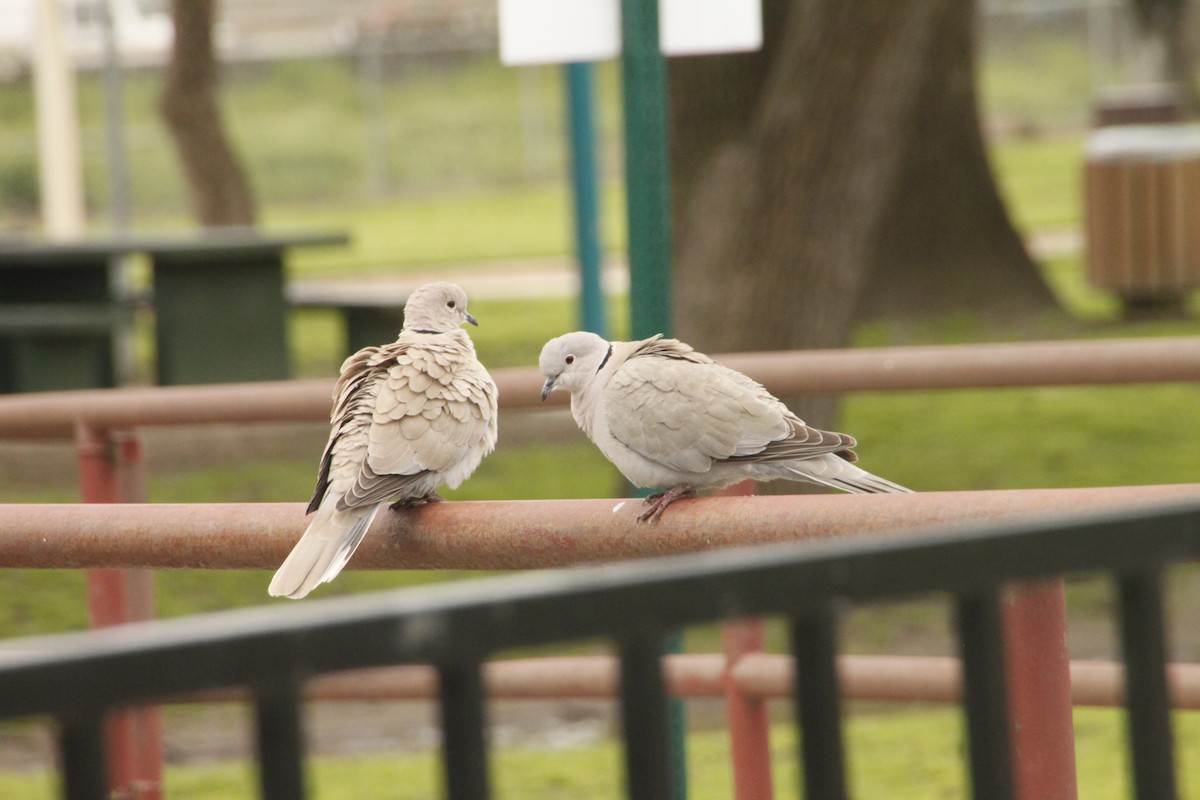 Eurasian Collared-Dove - ML548764021