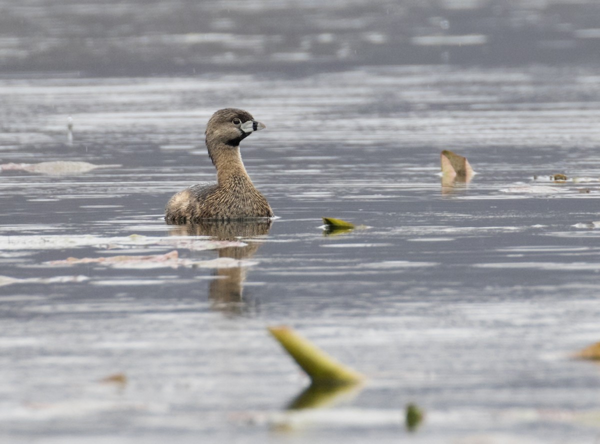 Pied-billed Grebe - ML548764391