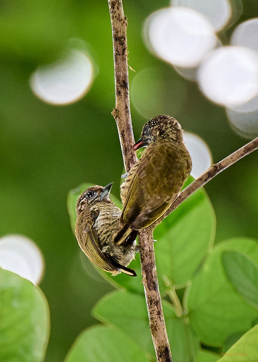 Lafresnaye's Piculet - ML548764791