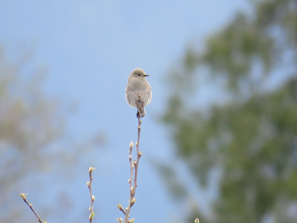 Mountain Bluebird - ML54876591