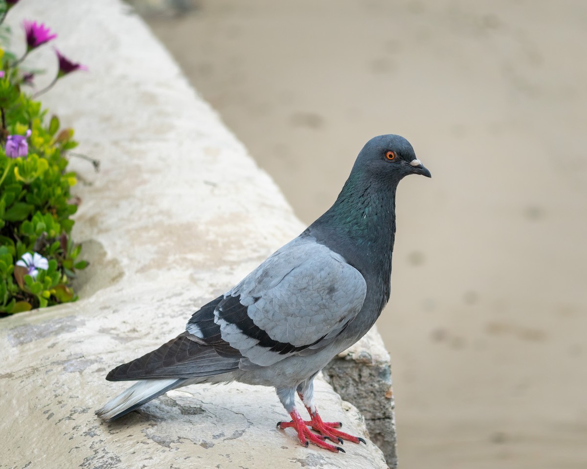 Rock Pigeon (Feral Pigeon) - Robert Stone