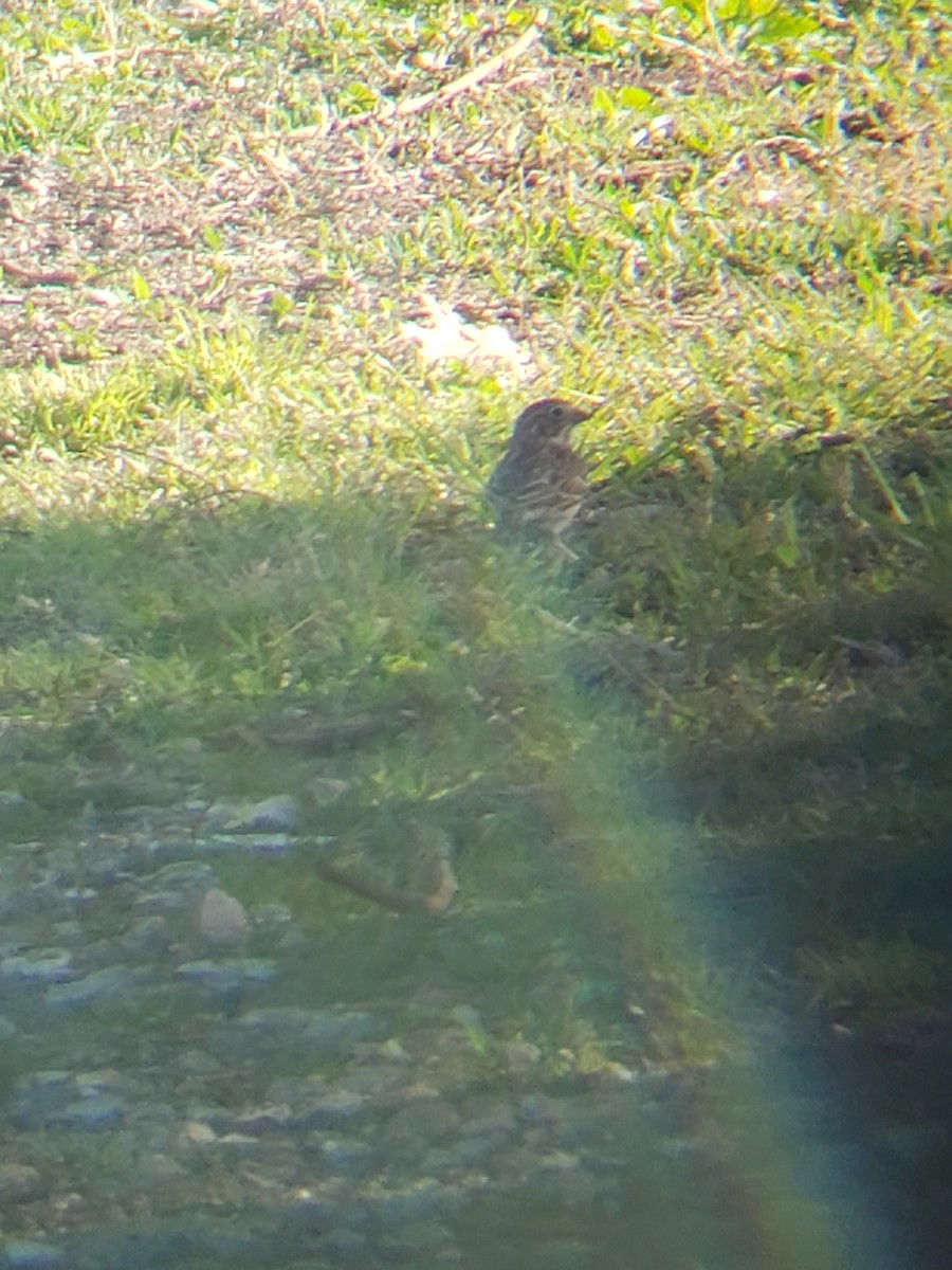 Vesper Sparrow - ML548766991