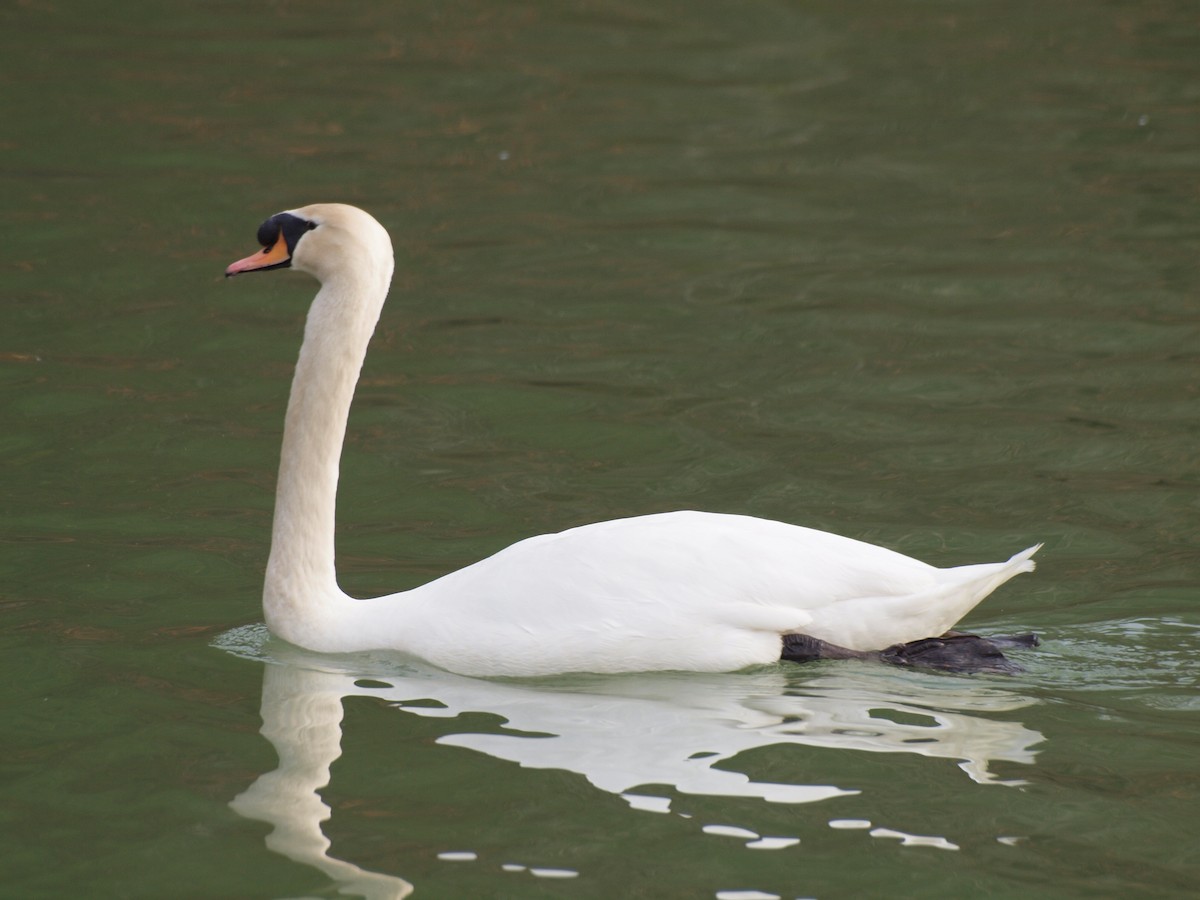 Mute Swan - ML548767781