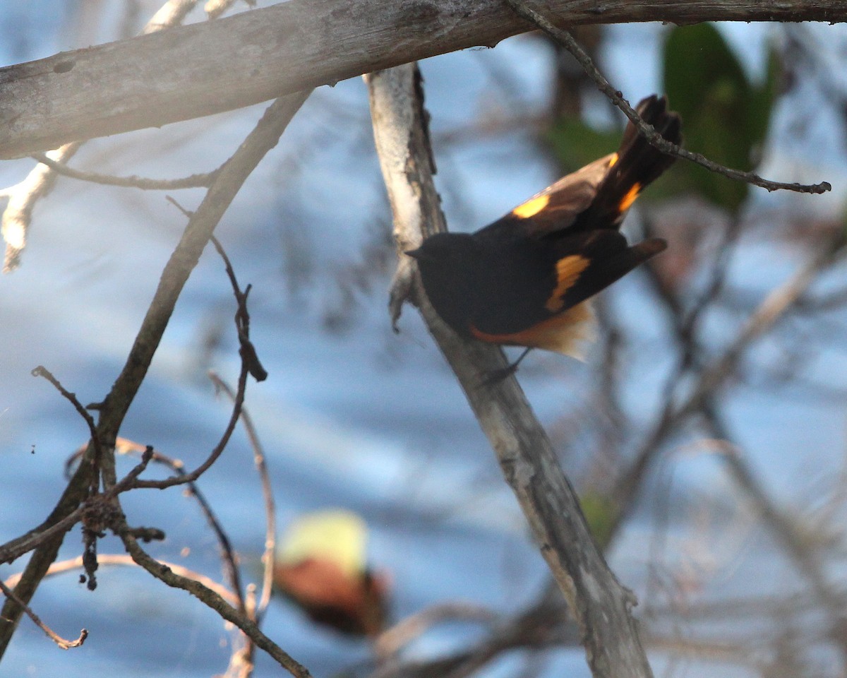 American Redstart - ML548767791