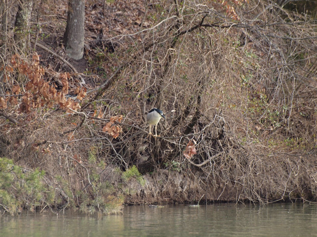 Black-crowned Night Heron - ML548767841