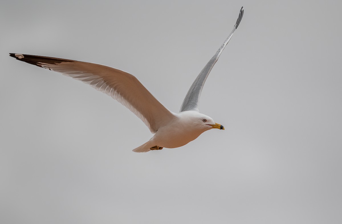 Ring-billed Gull - ML548768281