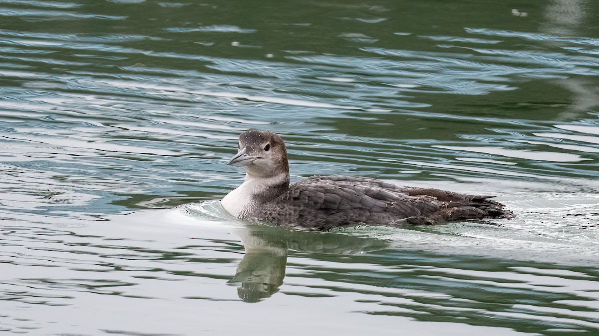 Common Loon - ML548768371