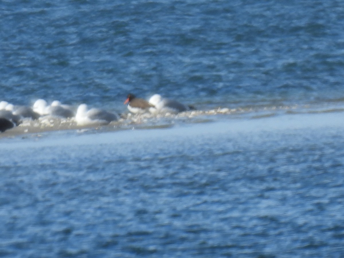 American Oystercatcher - ML548768941